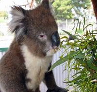 Glen-Forest Tourist Park - Accommodation Adelaide