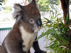 Glen-Forest Tourist Park - Accommodation Adelaide 0