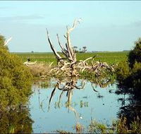 Bool Lagoon Game Reserve and Hacks Lagoon Conservation Park - Accommodation Adelaide