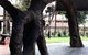 Old Gum Tree - thumb 0