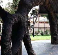 Old Gum Tree - Accommodation Adelaide