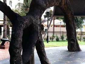 Old Gum Tree - Accommodation Adelaide 0