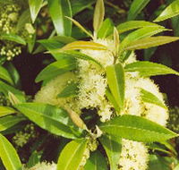 Tumbeela Native Bushfoods - Accommodation Adelaide