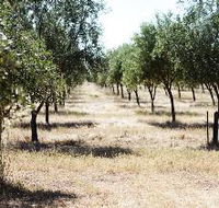 Talinga Grove Olive Oils - Accommodation Adelaide