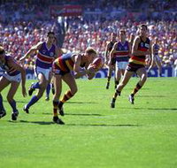 AAMI Stadium Tours - Accommodation Adelaide