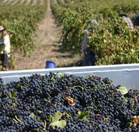 Rolf Binder Wines - Accommodation Adelaide
