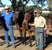 Coffin Bay Brumby Preservation Society Incorporated - Accommodation Adelaide