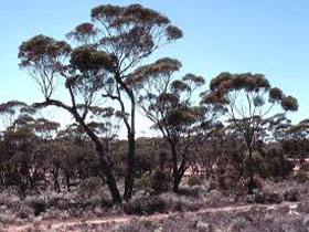 Clements Gap Conservation Park - Accommodation Adelaide 0