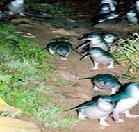Penneshaw Penguin Centre - Accommodation Adelaide