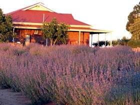 Bella Lavender Estate - Accommodation Adelaide 0