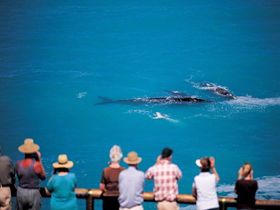 Whale Watching At Head Of Bight - Accommodation Adelaide 0