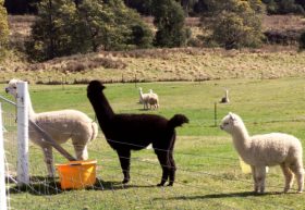 Maydena Country Cabins Accommodation & Alpaca Stud - Accommodation Adelaide 0