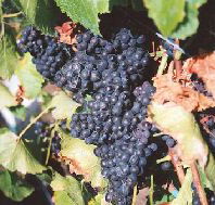 Darlington Vineyard - Accommodation Adelaide