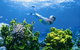 The Whale Dive Site - thumb 0
