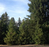 Pialligo Redwood Forest - Accommodation Adelaide
