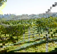 Surveyor's Hill Vineyards - Accommodation Adelaide