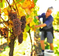 Native Point Wines - Accommodation Adelaide
