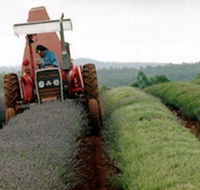 Bridestowe Lavender Farm - Accommodation Adelaide