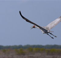 Gayngaru Wetlands Interpretive Walk - Accommodation Adelaide