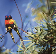Wangi Falls Walk - Accommodation Adelaide