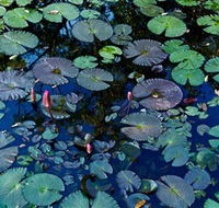Pine Creek Water Gardens - Accommodation Adelaide