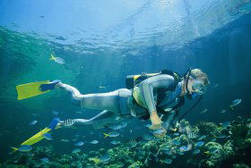 Kirra Reef Dive Site - Accommodation Adelaide 0