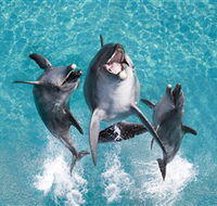 Sea World - Accommodation Adelaide