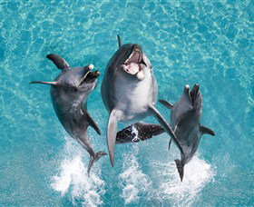 Sea World - Accommodation Adelaide 0