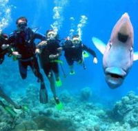Magic Mountain Dive Site - Accommodation Adelaide