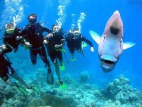 Magic Mountain Dive Site - Accommodation Adelaide 0