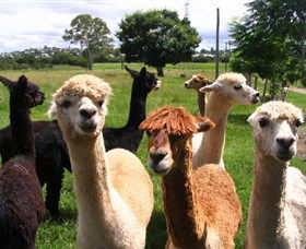 Banyandah Alpacas - Accommodation Adelaide 0