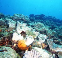 Mudjimba Old Woman Island Dive Site - Accommodation Adelaide