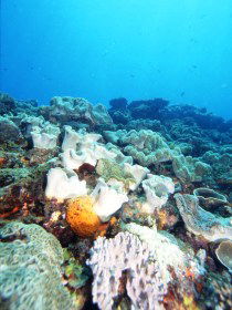 Mudjimba (Old Woman) Island Dive Site - Accommodation Adelaide 0