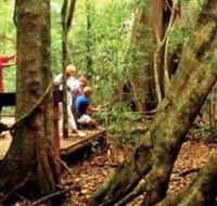 Mary Cairncross Scenic Reserve - Accommodation Adelaide