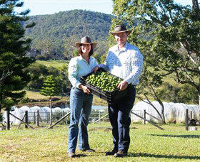 Hinterland Feijoas - Accommodation Adelaide 0