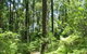 Mapleton Falls National Park - thumb 0