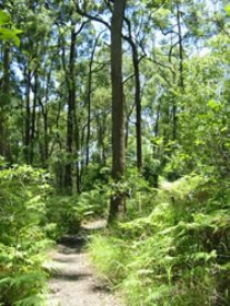 Mapleton Falls National Park - Accommodation Adelaide 0