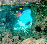 Michaelmas Cay Dive Site - Accommodation Adelaide