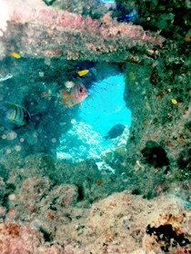 Michaelmas Cay Dive Site - Accommodation Adelaide 0