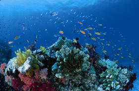 Southern Small Detached Reef Dive Site - Accommodation Adelaide 0