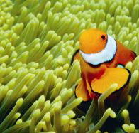 Thetford Reef Dive Site - Accommodation Adelaide