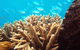 Normanby Reef - thumb 0
