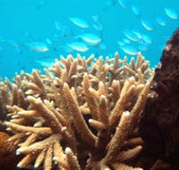 Normanby Reef - Accommodation Adelaide