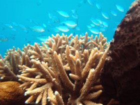 Normanby Reef - Accommodation Adelaide 0