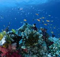 Steve's Bommie Dive Site - Accommodation Adelaide