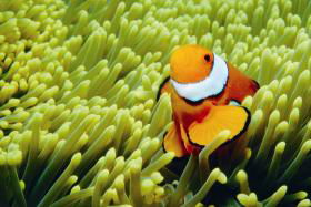 Cairns QLD Accommodation Adelaide