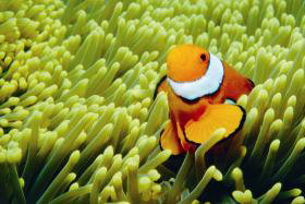 Cobia Hole Dive Site - Accommodation Adelaide 0