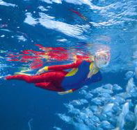Pixie Pinnacle Dive Site - Accommodation Adelaide