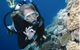 Moore Reef Dive Site - thumb 0