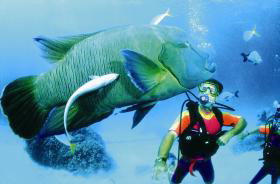 Cod Hole Dive Site - Accommodation Adelaide 0